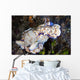 Several Risbecia Tryoni Nudibranch Wall Decal