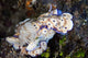 Several Risbecia Tryoni Nudibranch Wall Decal