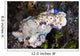 Several Risbecia Tryoni Nudibranch Wall Decal