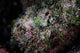 Well-camouflaged Devil Scorpionfish Wall Decal Design 2