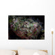 Well-camouflaged Devil Scorpionfish Wall Decal Design 1