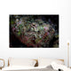 Well-camouflaged Devil Scorpionfish Wall Decal Design 1