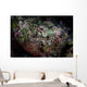 Well-camouflaged Devil Scorpionfish Wall Decal Design 1