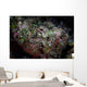 Well-camouflaged Devil Scorpionfish Wall Decal Design 1