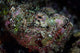 Well-camouflaged Devil Scorpionfish Wall Decal Design 1