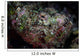Well-camouflaged Devil Scorpionfish Wall Decal Design 1