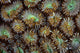 Acoel Flatworms Cover Coral Wall Decal Design 1