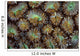 Acoel Flatworms Cover Coral Wall Decal Design 1