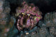 Hermit Crab Crawls across Wall Decal