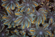 Detail Soft Coral Polyps Wall Decal Design 1