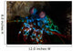 Colorful Peacock Mantis Shrimp Wall Decal