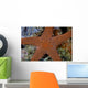 Small Sea Star Clings Wall Decal