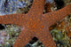 Small Sea Star Clings Wall Decal