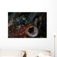 Tiny Crinoid Cuttlefish Sepia Wall Decal Design 1
