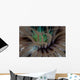 Detail Tentacles Tube Anemone Wall Decal