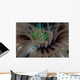 Detail Tentacles Tube Anemone Wall Decal