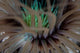Detail Tentacles Tube Anemone Wall Decal
