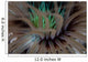 Detail Tentacles Tube Anemone Wall Decal