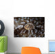 Detail Eye Tasseled Wobbegong Wall Decal Design 1