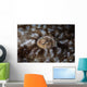Detail Eye Tasseled Wobbegong Wall Decal Design 1