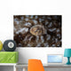 Detail Eye Tasseled Wobbegong Wall Decal Design 1