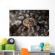 Detail Eye Tasseled Wobbegong Wall Decal Design 1