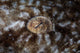 Detail Eye Tasseled Wobbegong Wall Decal Design 1