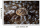 Detail Eye Tasseled Wobbegong Wall Decal Design 1