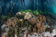 Soft Corals Grow Edge Wall Decal
