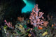 Vibrant Soft Corals and Wall Decal Design 1