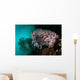 Crinoid and White Sea Wall Decal