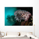 Crinoid and White Sea Wall Decal