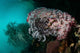 Crinoid and White Sea Wall Decal