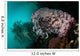 Crinoid and White Sea Wall Decal