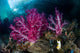 Vibrant Soft Corals Grow Wall Decal Design 5
