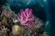Vibrant Soft Corals Grow Wall Decal Design 4
