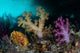 Vibrant Soft Corals Grow Wall Decal Design 3