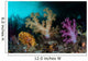 Vibrant Soft Corals Grow Wall Decal Design 3