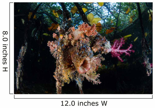 Colorful Soft Corals and Wall Decal