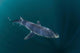 Sleek Blue Shark Swimming Wall Decal Design 10