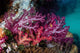 Vibrant Soft Corals Grow Wall Decal Design 2