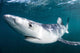Sleek Blue Shark Swimming Wall Decal Design 9