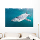 Sleek Blue Shark Swimming Wall Decal Design 8