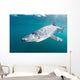 Sleek Blue Shark Swimming Wall Decal Design 8