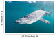 Sleek Blue Shark Swimming Wall Decal Design 8