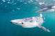 Sleek Blue Shark Swimming Wall Decal Design 7