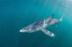 Sleek Blue Shark Swimming Wall Decal Design 6