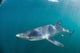 Sleek Blue Shark Swimming Wall Decal Design 5