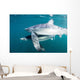 Sleek Blue Shark Swimming Wall Decal Design 4