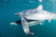 Sleek Blue Shark Swimming Wall Decal Design 4